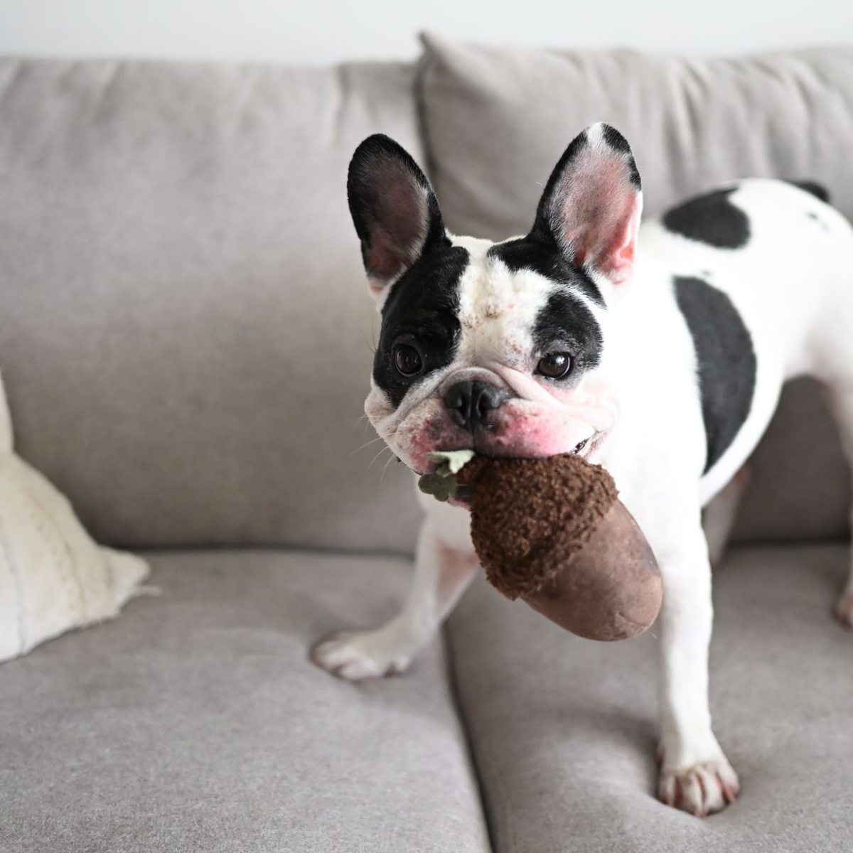 Acorn Enrichment Toy