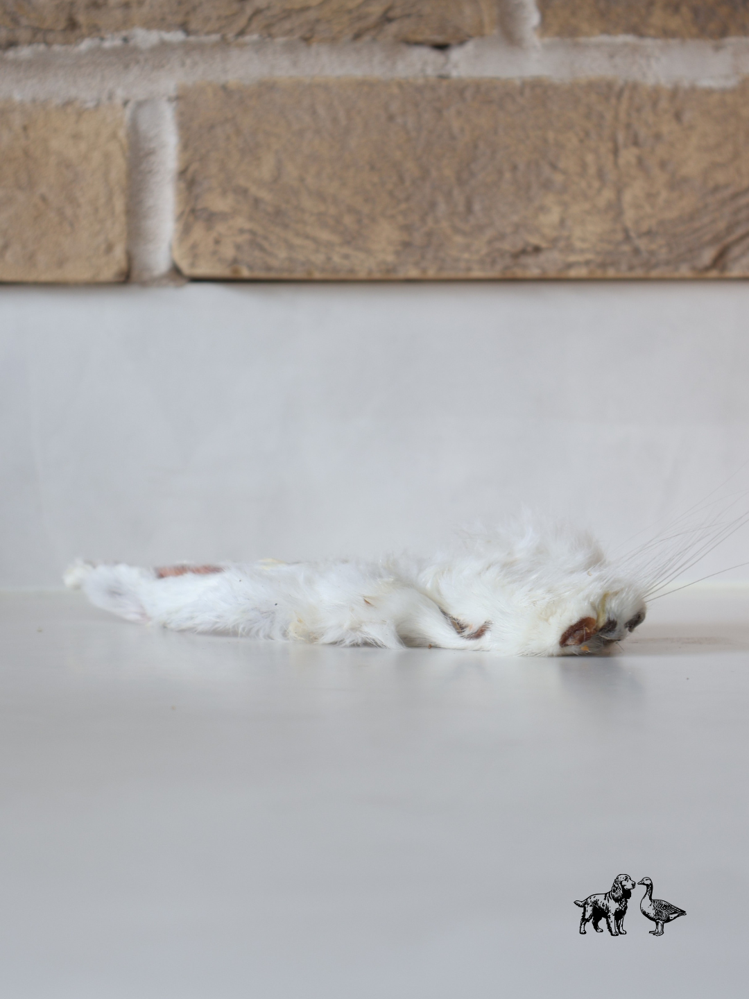 Rabbit Ear