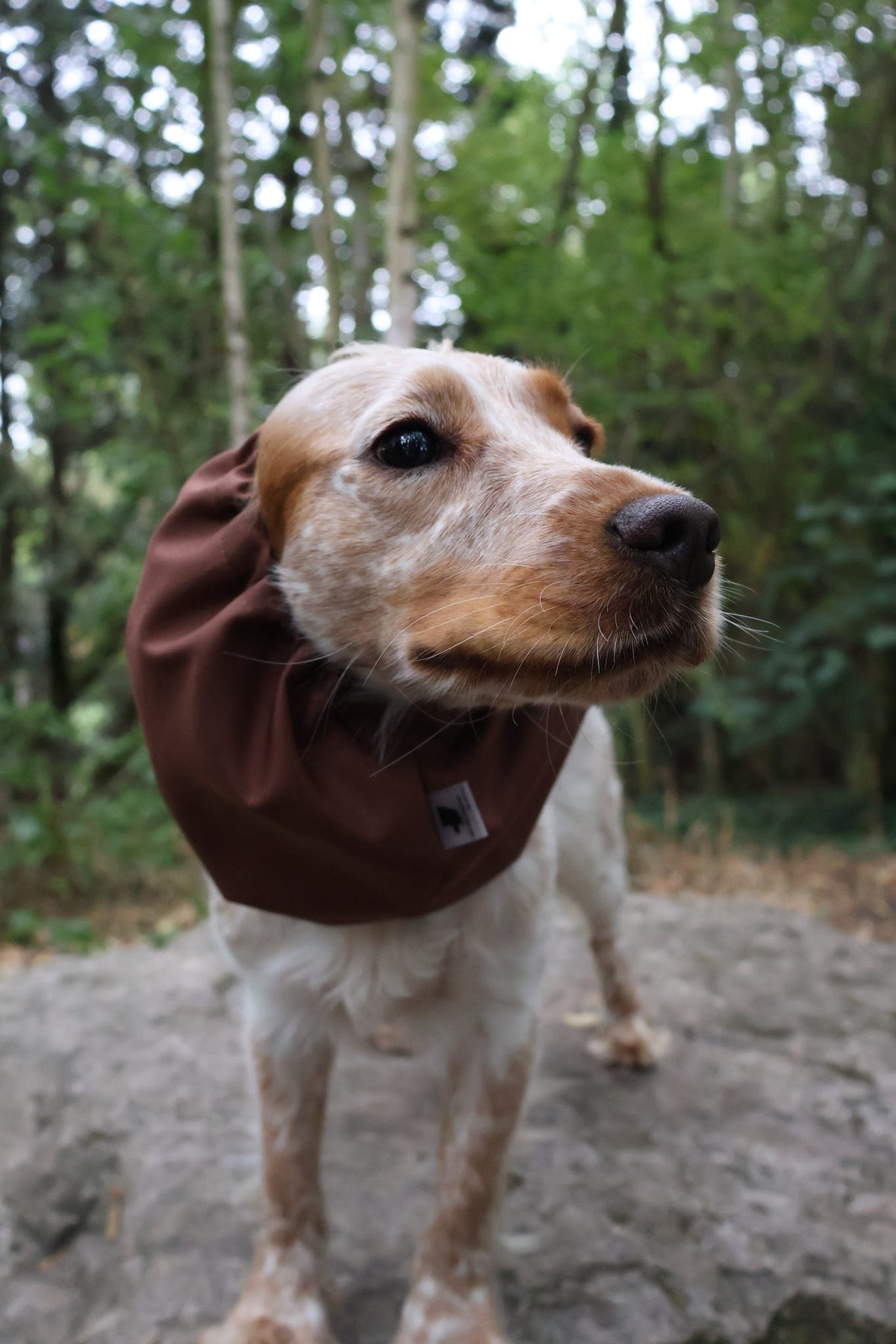 Waterproof Dog Snood | Chocolate