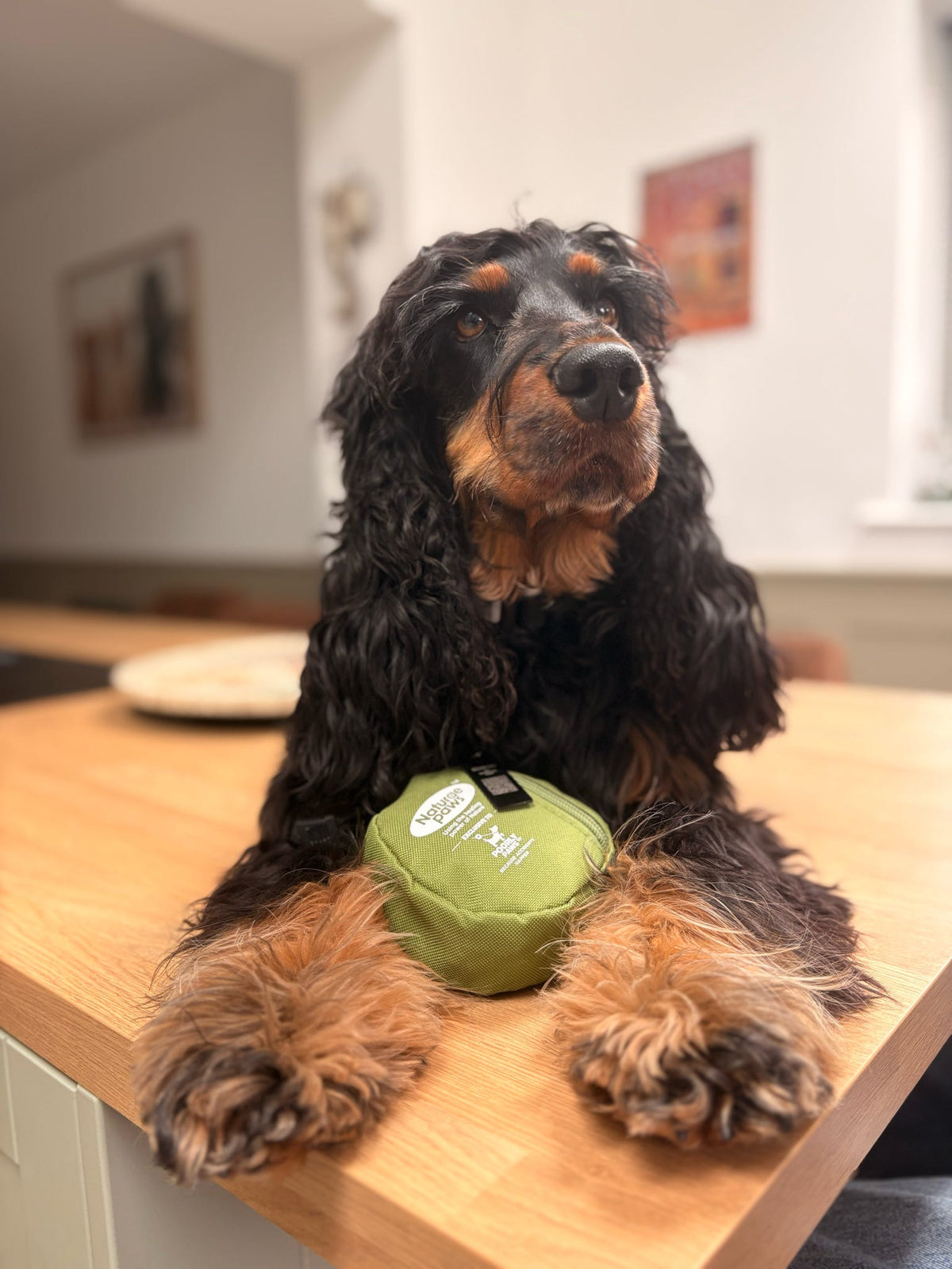 First Aid Kit (Naturae Paws)